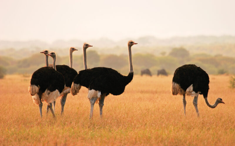 Raising Ostriches for Profit